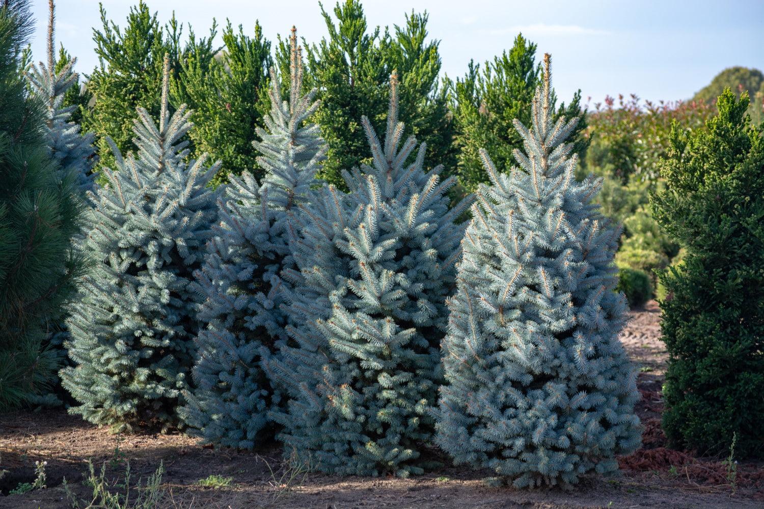 Picea Pungens 'glauca Globosa' - View 2 from www redcrocus com