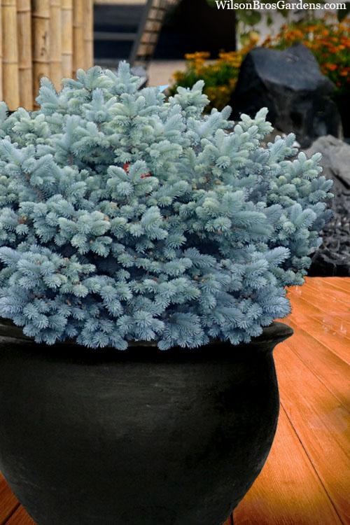 Picea Pungens 'glauca Globosa' - View 31 from www redcrocus com