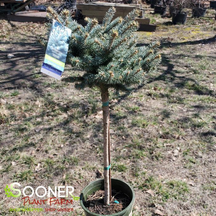 Picea Pungens 'glauca Globosa' - View 33 from www redcrocus com