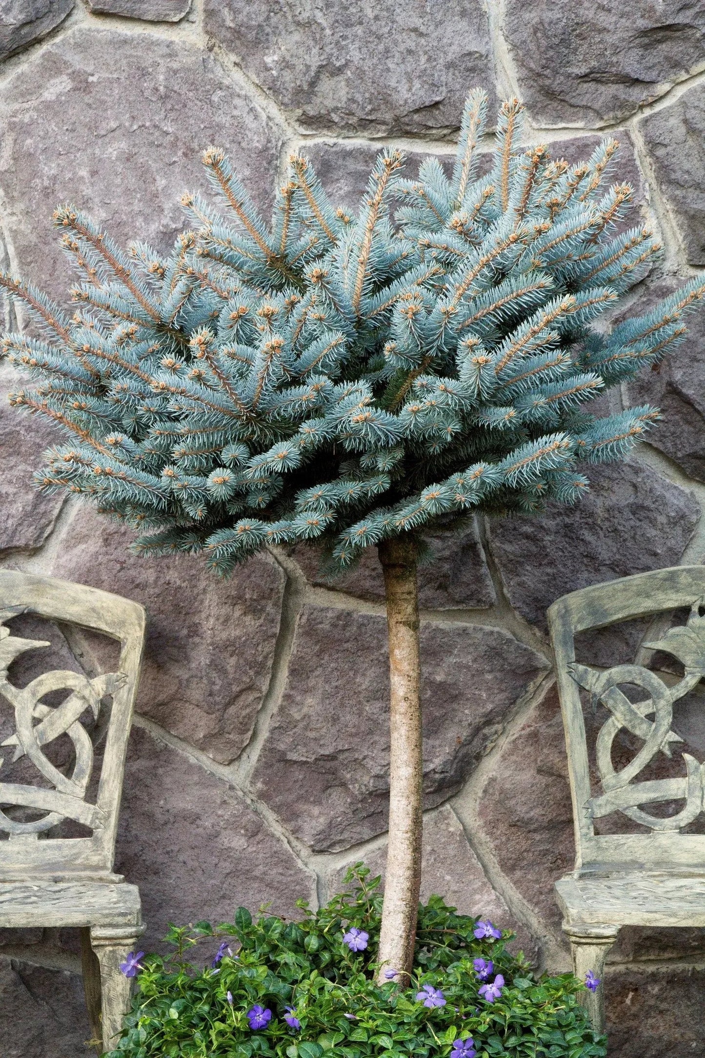 Picea Pungens 'glauca Globosa' - View 34 from www redcrocus com