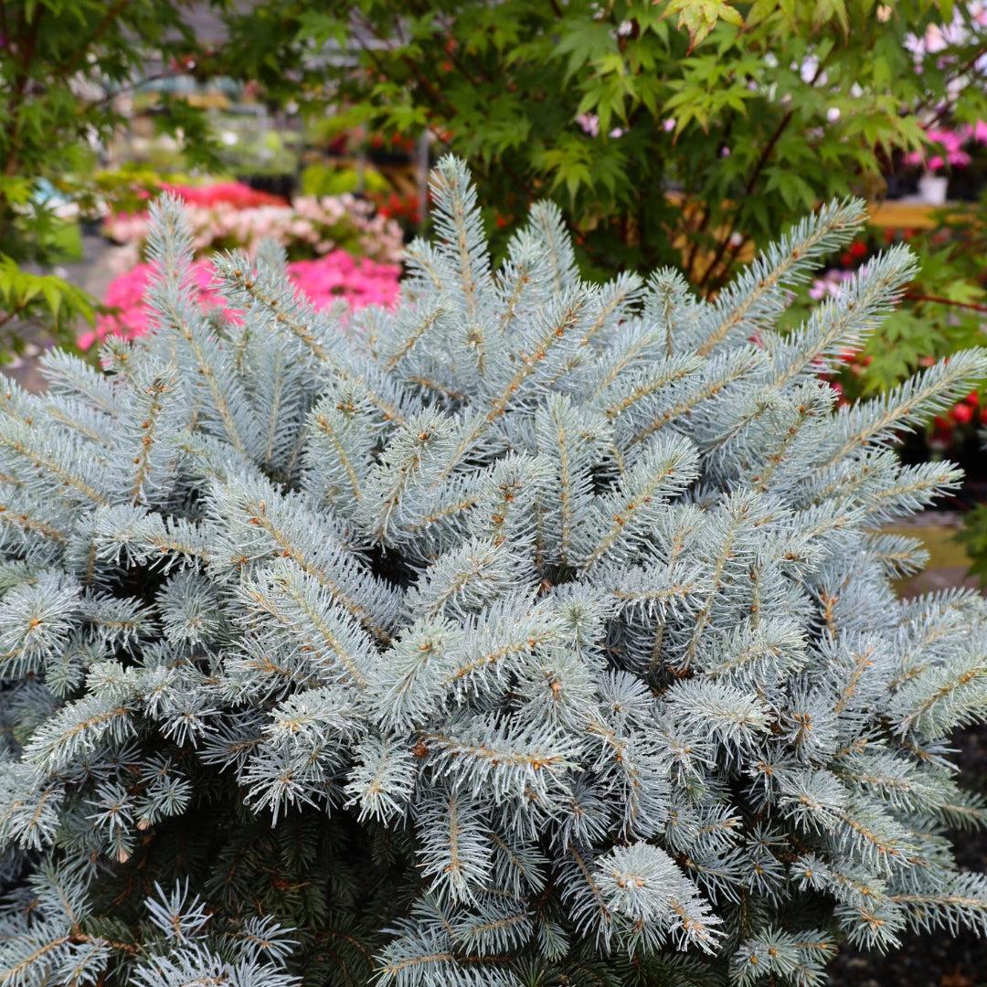 Picea Pungens 'glauca Globosa' - View 34 from www redcrocus com