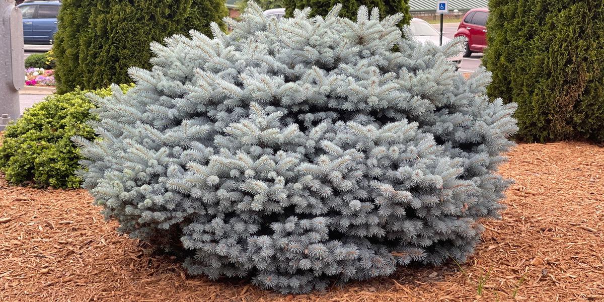 Picea Pungens 'glauca Globosa' - View 35 from www redcrocus com