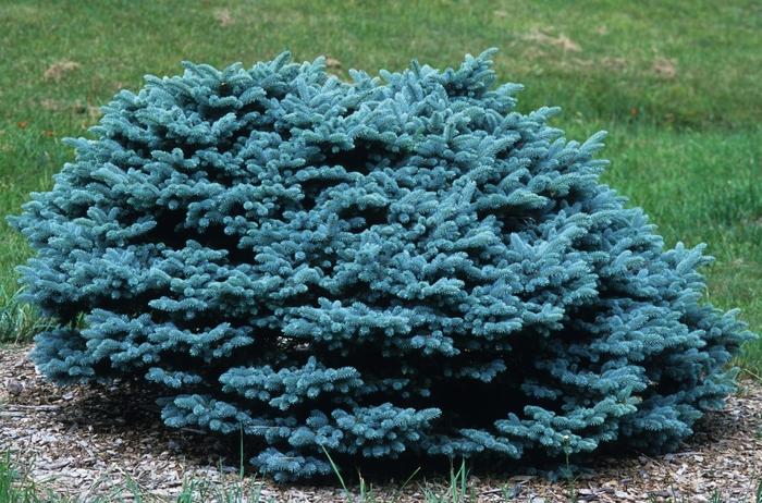 Picea Pungens 'glauca Globosa' - View 37 from www redcrocus com