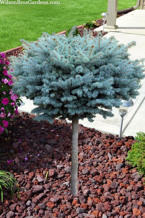 Picea Pungens 'glauca Globosa' - View 38 from www redcrocus com
