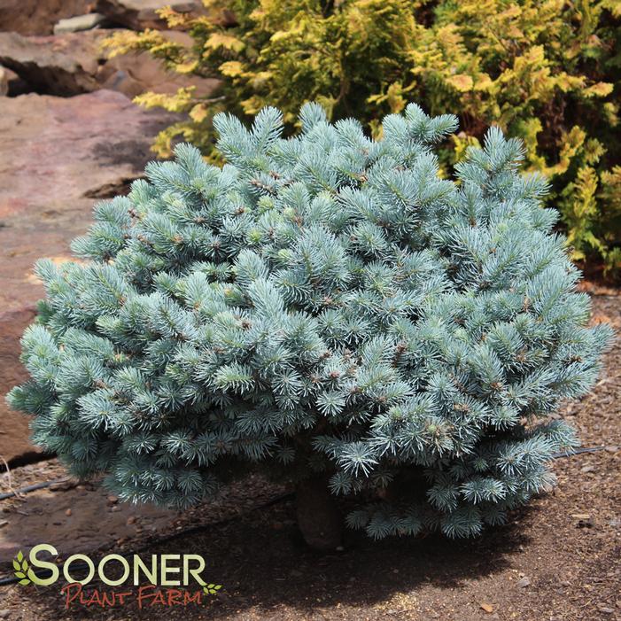 Picea Pungens 'glauca Globosa' - View 3 from www redcrocus com