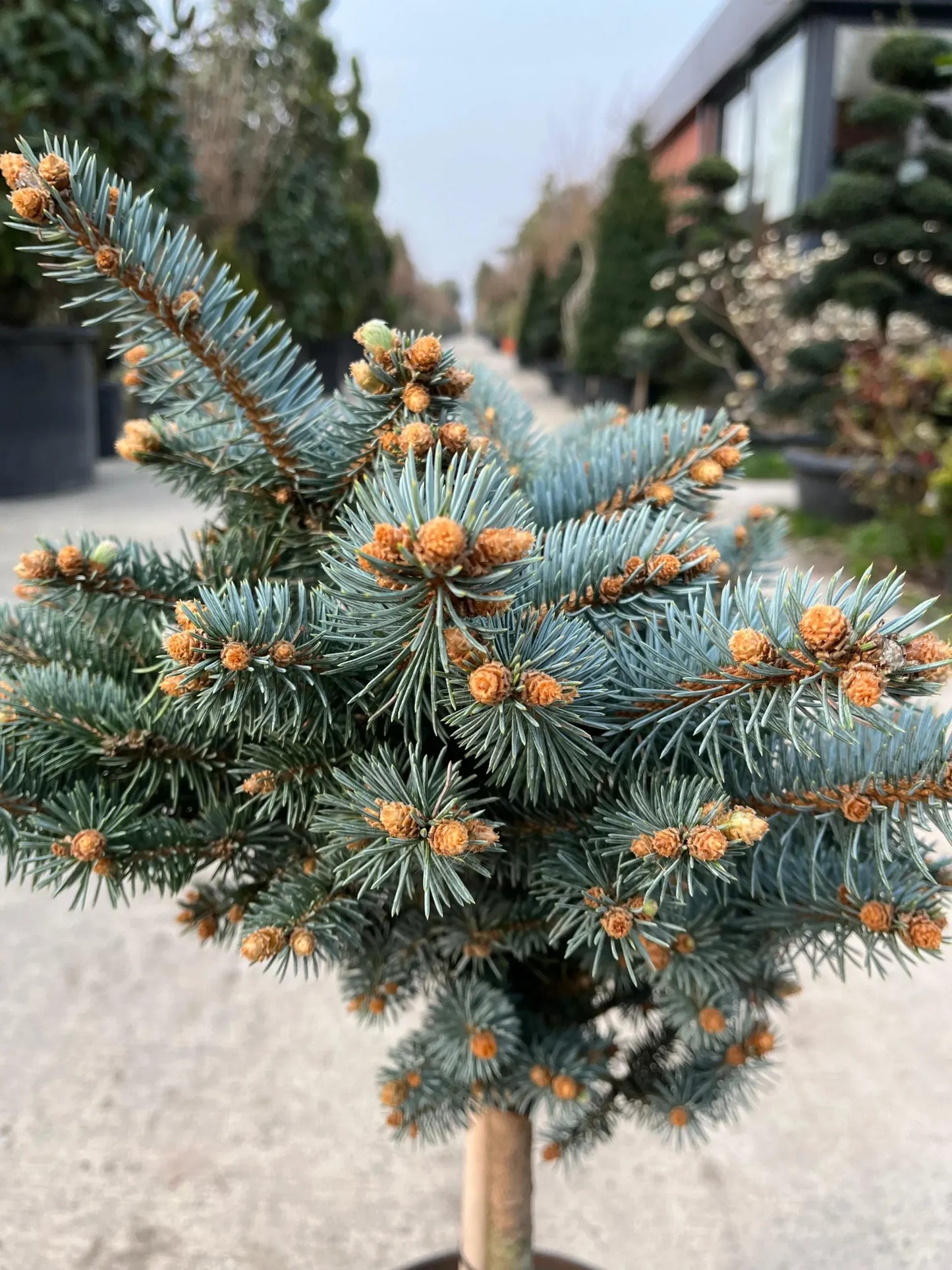 Picea Pungens 'glauca Globosa' - View 40 from www redcrocus com