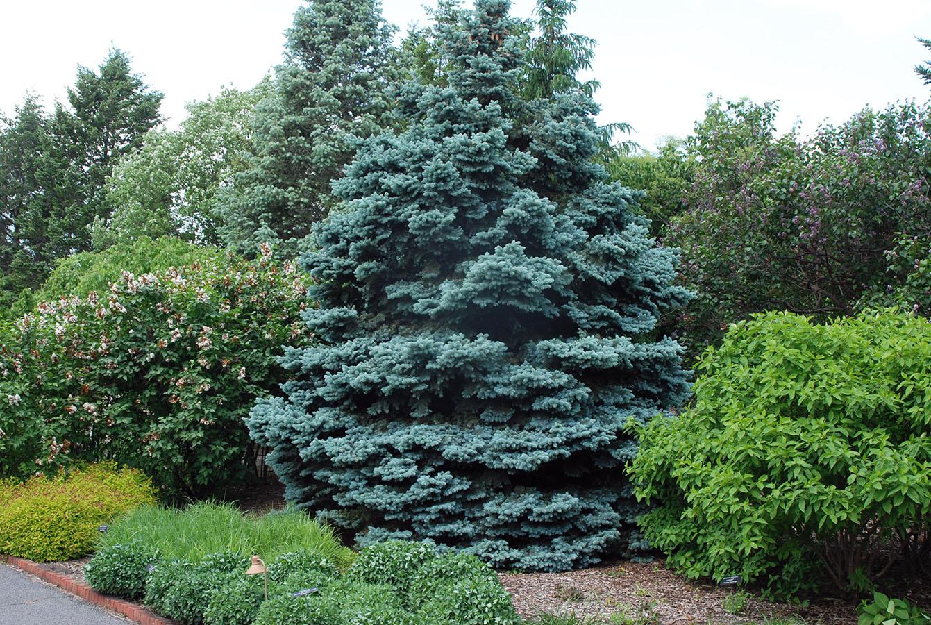 Picea Pungens 'glauca Globosa' - View 4 from www redcrocus com