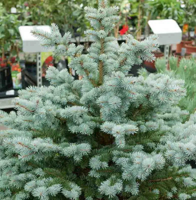 Picea Pungens 'glauca Globosa' - View 5 from www redcrocus com