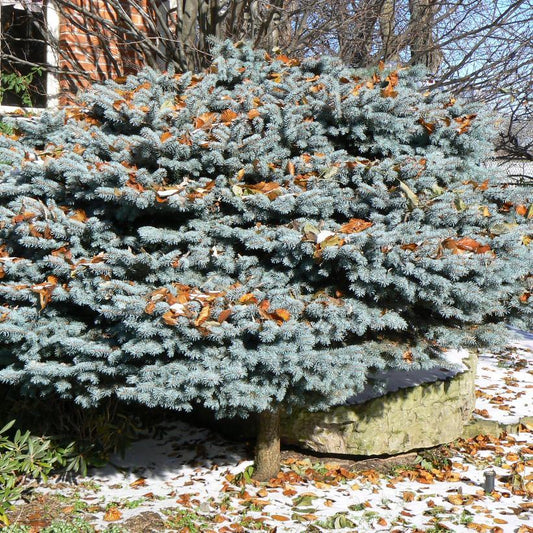 Picea Pungens 'glauca Globosa' - View 5 from www redcrocus com