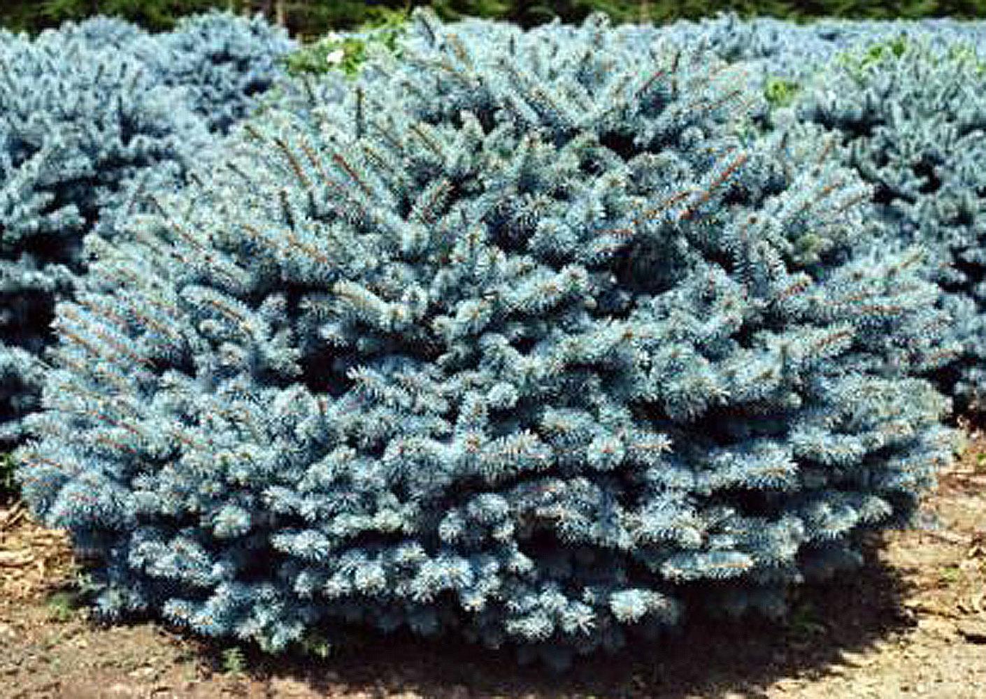 Picea Pungens 'glauca Globosa' - View 7 from www redcrocus com