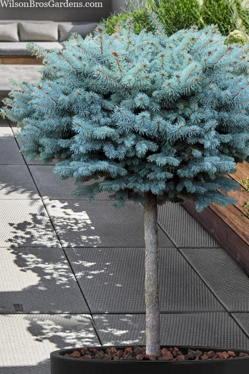 Picea Pungens 'glauca Globosa' - View 8 from www redcrocus com
