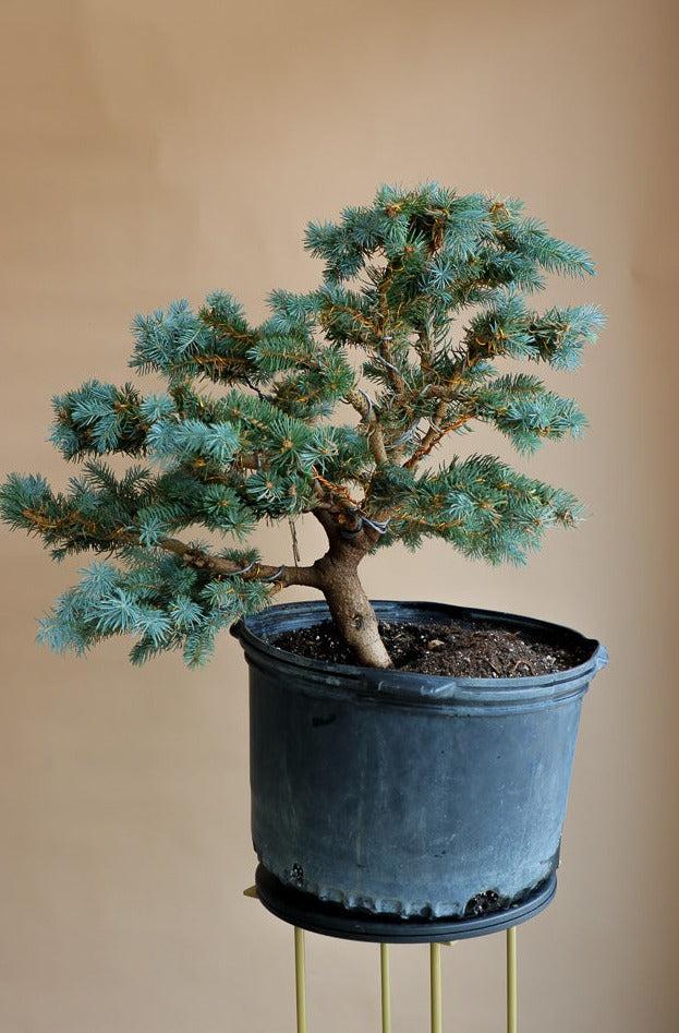 Picea Pungens 'glauca Globosa' - View 9 from www redcrocus com