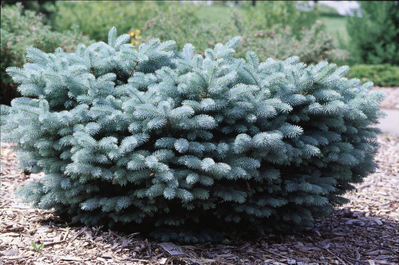 Picea Pungens 'glauca Globosa' - View 9 from www redcrocus com