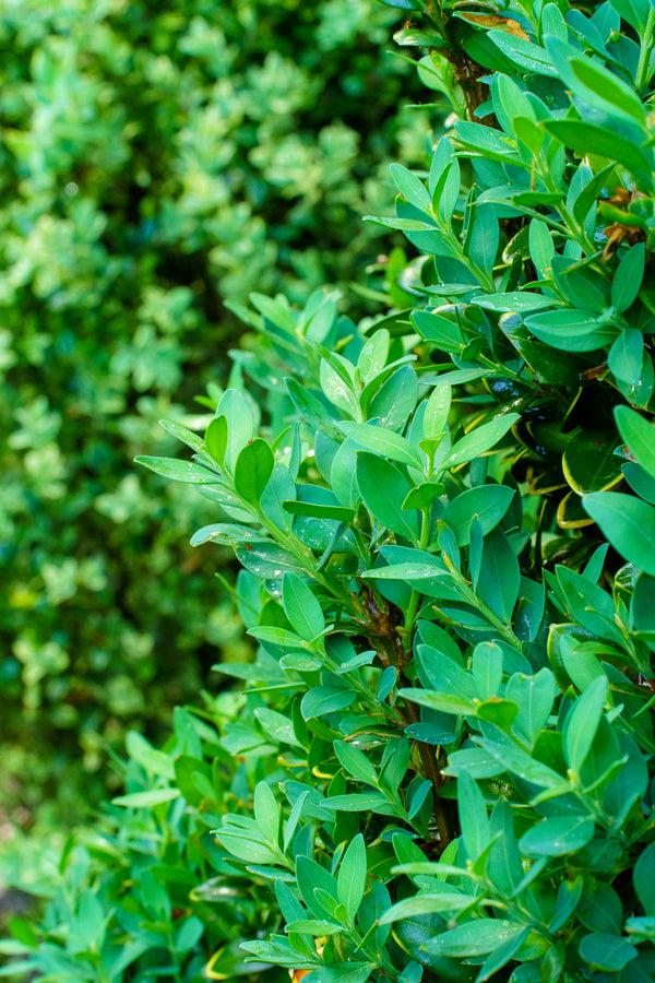 Buxus Sempervirens 'fastigiata' - View 10 from www redcrocus com