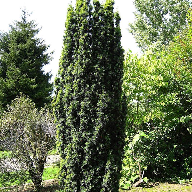 Buxus Sempervirens 'fastigiata' - View 14 from www redcrocus com