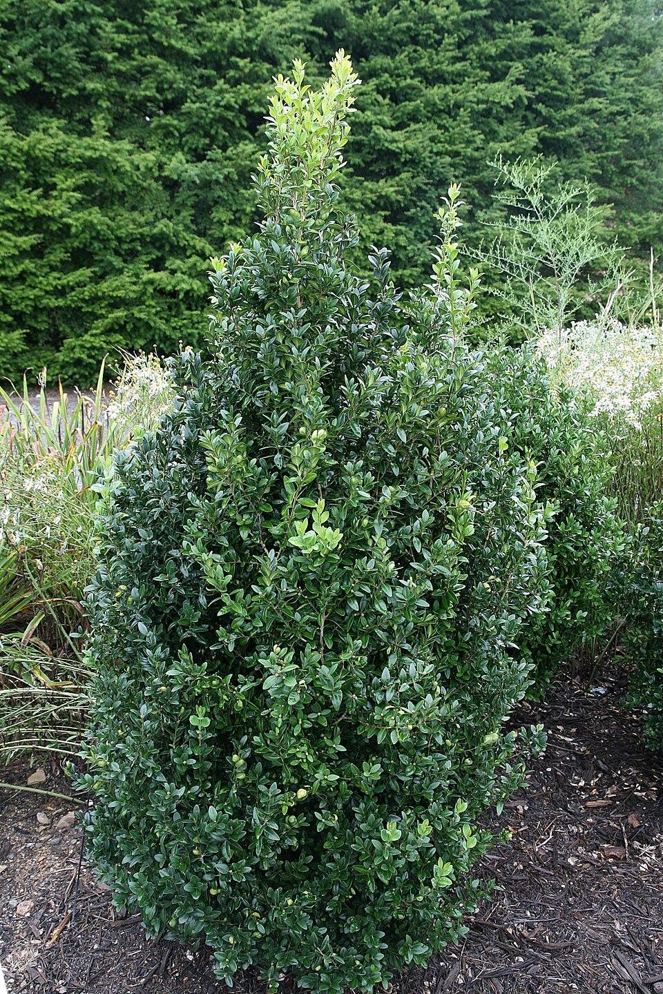 Buxus Sempervirens 'fastigiata' - View 15 from www redcrocus com
