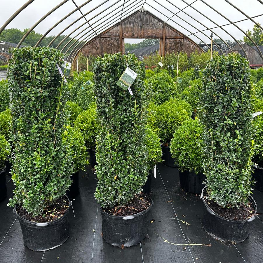 Buxus Sempervirens 'fastigiata' - View 18 from www redcrocus com