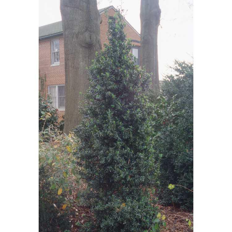 Buxus Sempervirens 'fastigiata' - View 20 from www redcrocus com