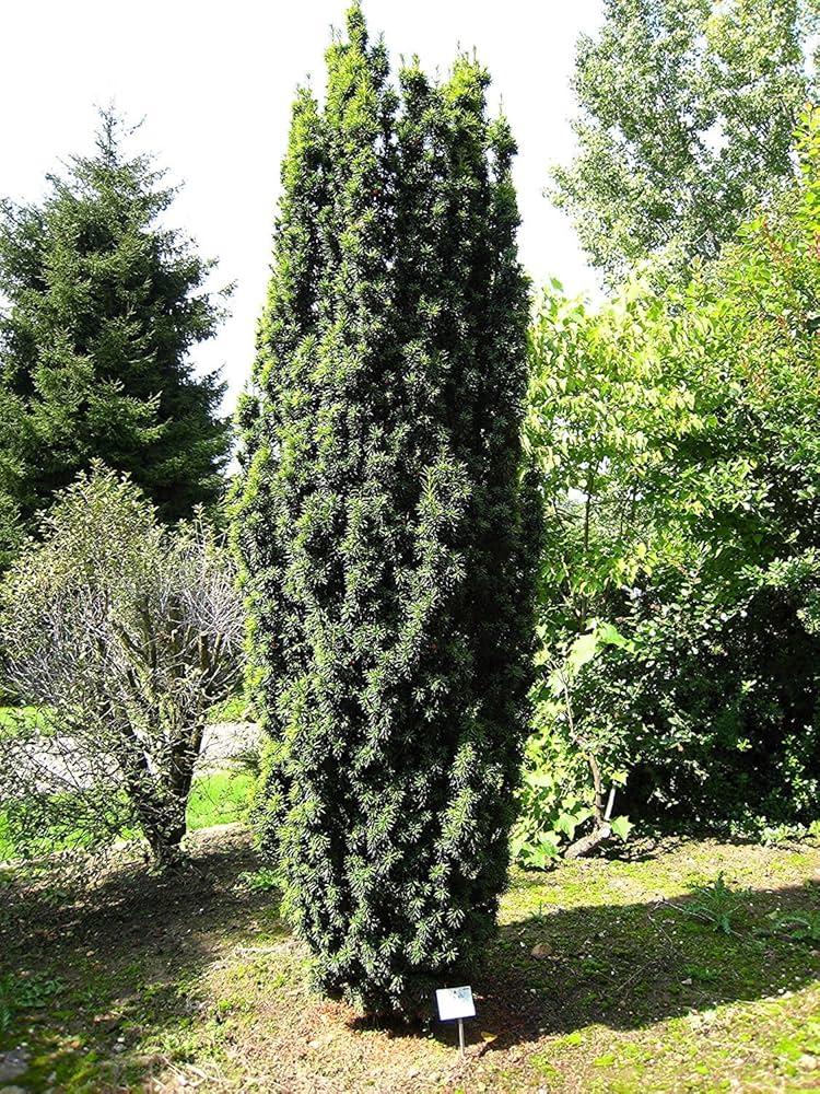 Buxus Sempervirens 'fastigiata' - View 22 from www redcrocus com