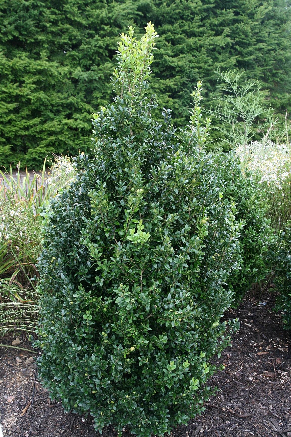Buxus Sempervirens 'fastigiata' - View 24 from www redcrocus com