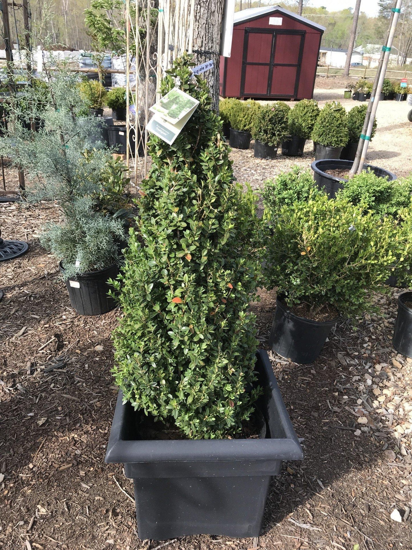 Buxus Sempervirens 'fastigiata' - View 25 from www redcrocus com