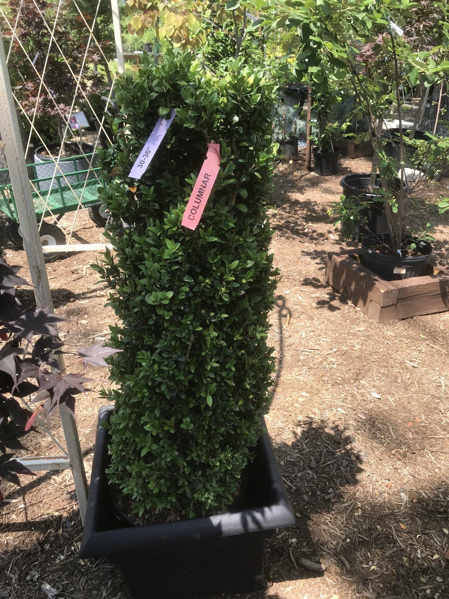Buxus Sempervirens 'fastigiata' - View 27 from www redcrocus com