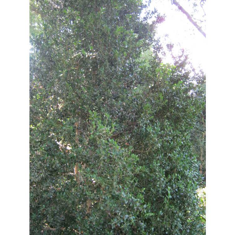 Buxus Sempervirens 'fastigiata' - View 28 from www redcrocus com