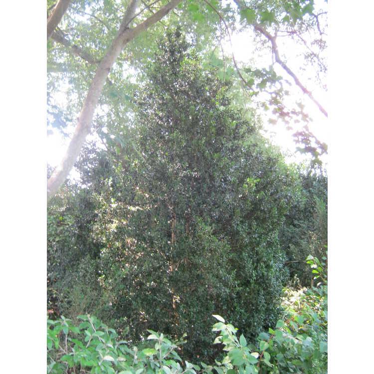 Buxus Sempervirens 'fastigiata' - View 29 from www redcrocus com