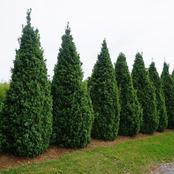 Buxus Sempervirens 'fastigiata' - View 31 from www redcrocus com