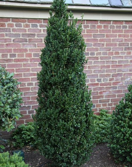 Buxus Sempervirens 'fastigiata' - View 32 from www redcrocus com