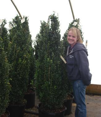 Buxus Sempervirens 'fastigiata' - View 8 from www redcrocus com