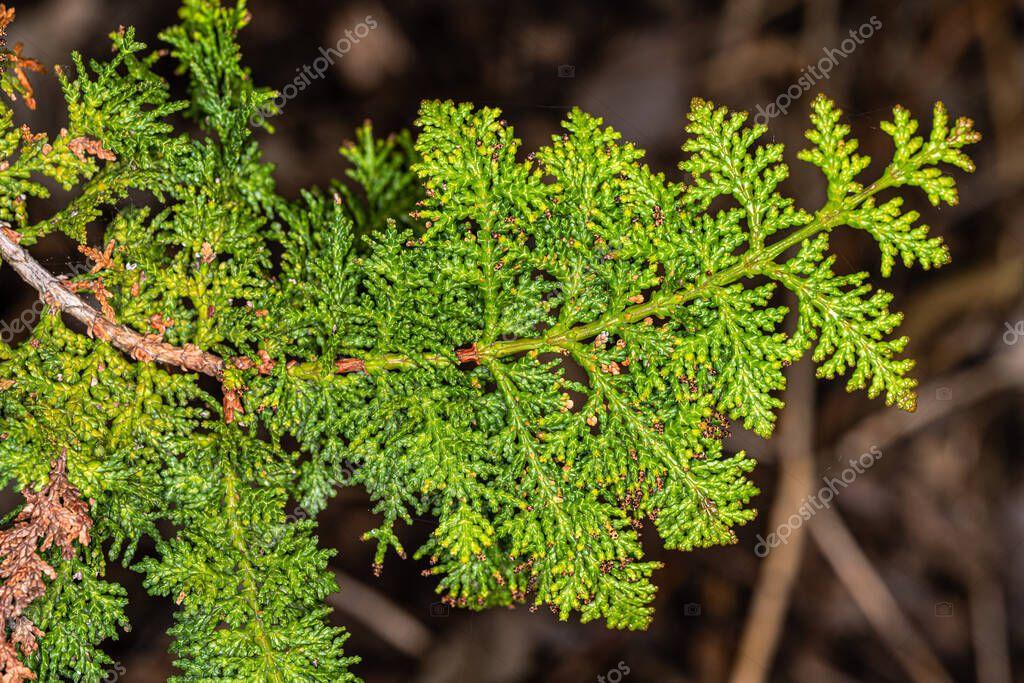 Chamaecyparis Obtusa Filicoides - View 8 from www redcrocus com
