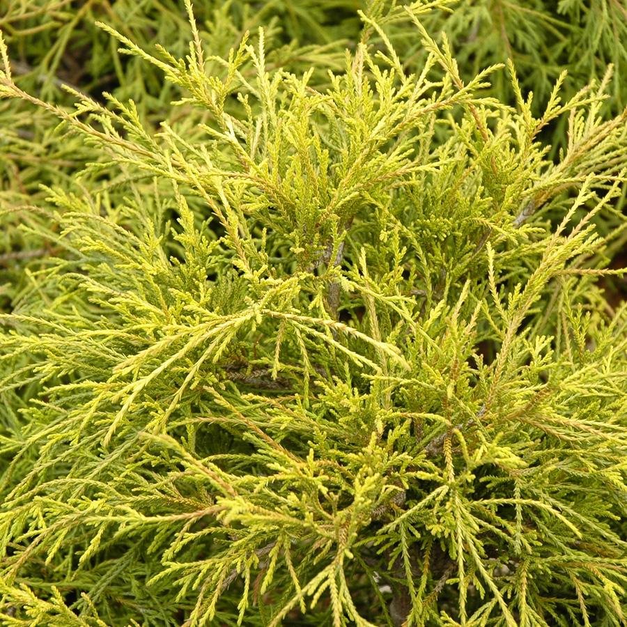 Chamaecyparis Pisifera Filifera Aurea - View 12 from www redcrocus com