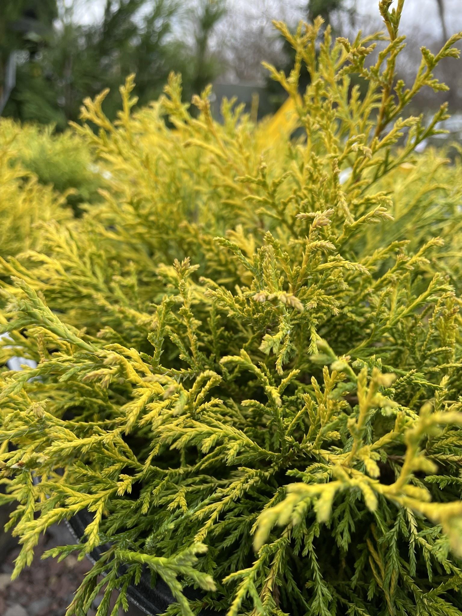Chamaecyparis Pisifera Filifera Aurea - View 14 from www redcrocus com