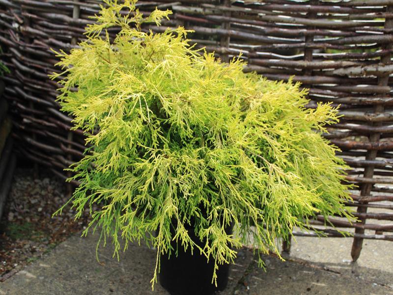 Chamaecyparis Pisifera Filifera Aurea - View 15 from www redcrocus com