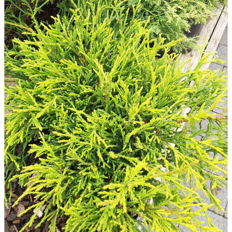 Chamaecyparis Pisifera Filifera Aurea - View 16 from www redcrocus com