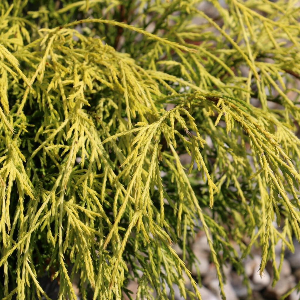 Chamaecyparis Pisifera Filifera Aurea - View 1 from www redcrocus com