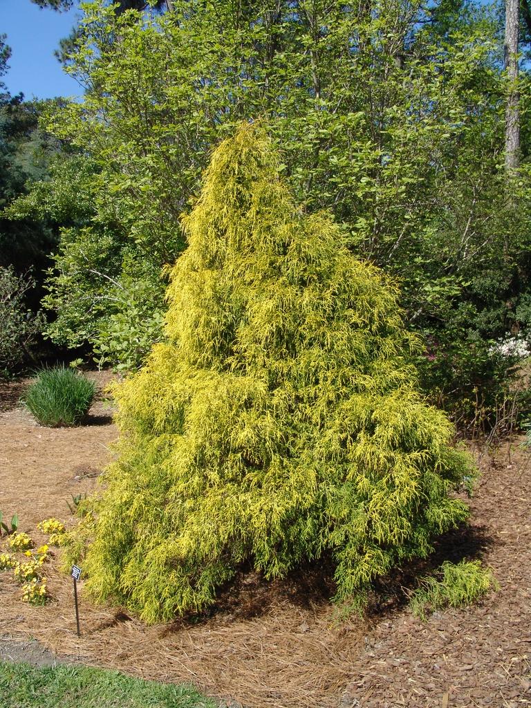 Chamaecyparis Pisifera Filifera Aurea - View 6 from www redcrocus com
