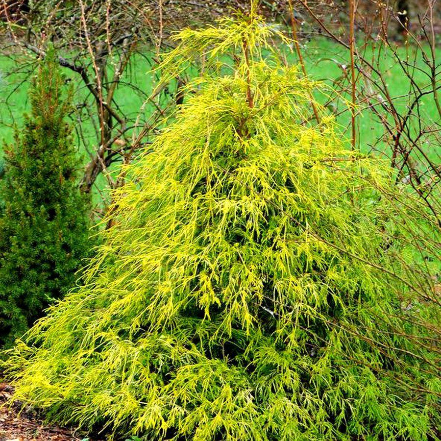 Chamaecyparis Pisifera Filifera Aurea - View 7 from www redcrocus com