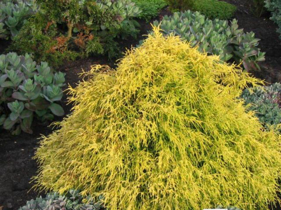Chamaecyparis Pisifera Filifera Aurea - View 8 from www redcrocus com
