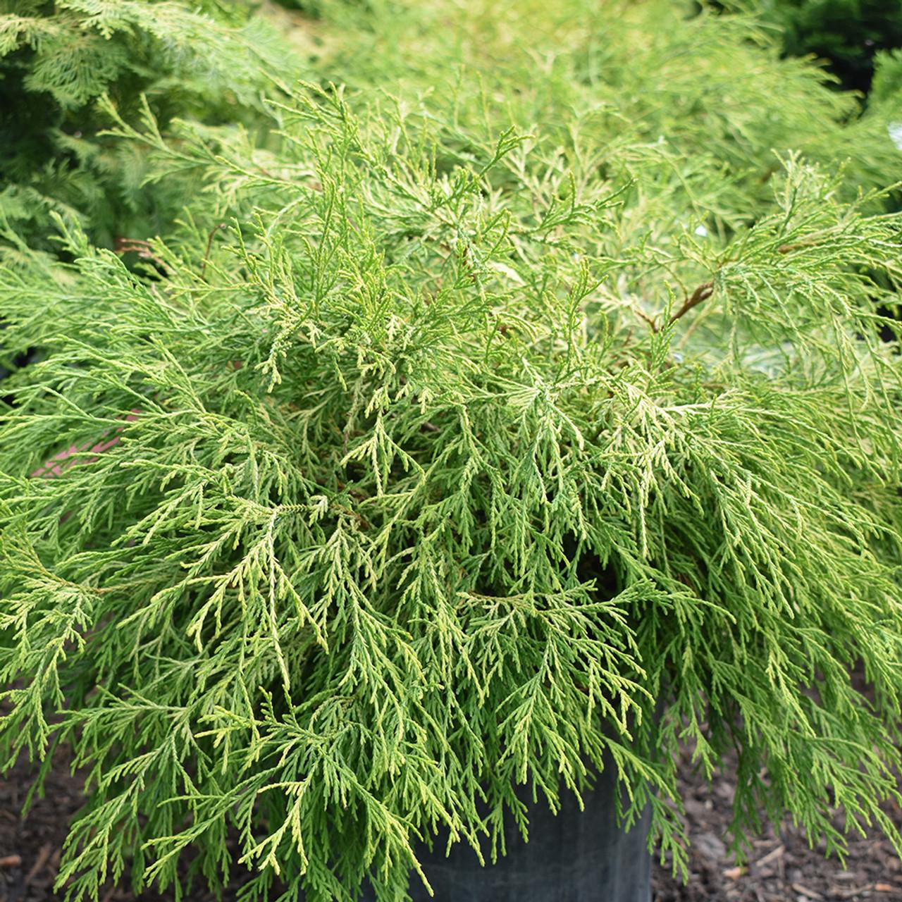 Chamaecyparis Pisifera 'filifera Aurea' - View 16 from www redcrocus com