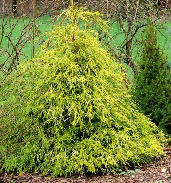 Chamaecyparis Pisifera 'filifera Aurea' - View 9 from www redcrocus com