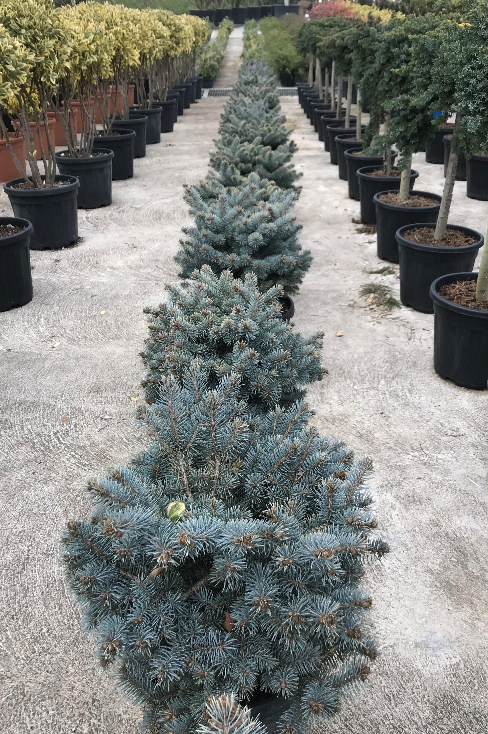 Picea Pungens Glauca Globosa - View 11 from www redcrocus com