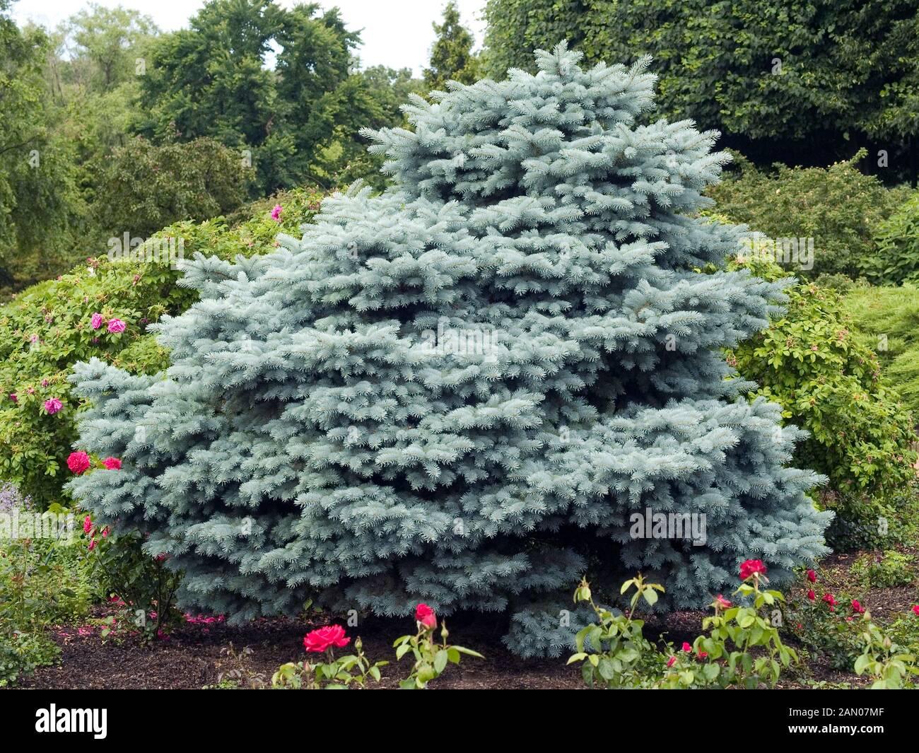 Picea Pungens Glauca Globosa - View 12 from www redcrocus com