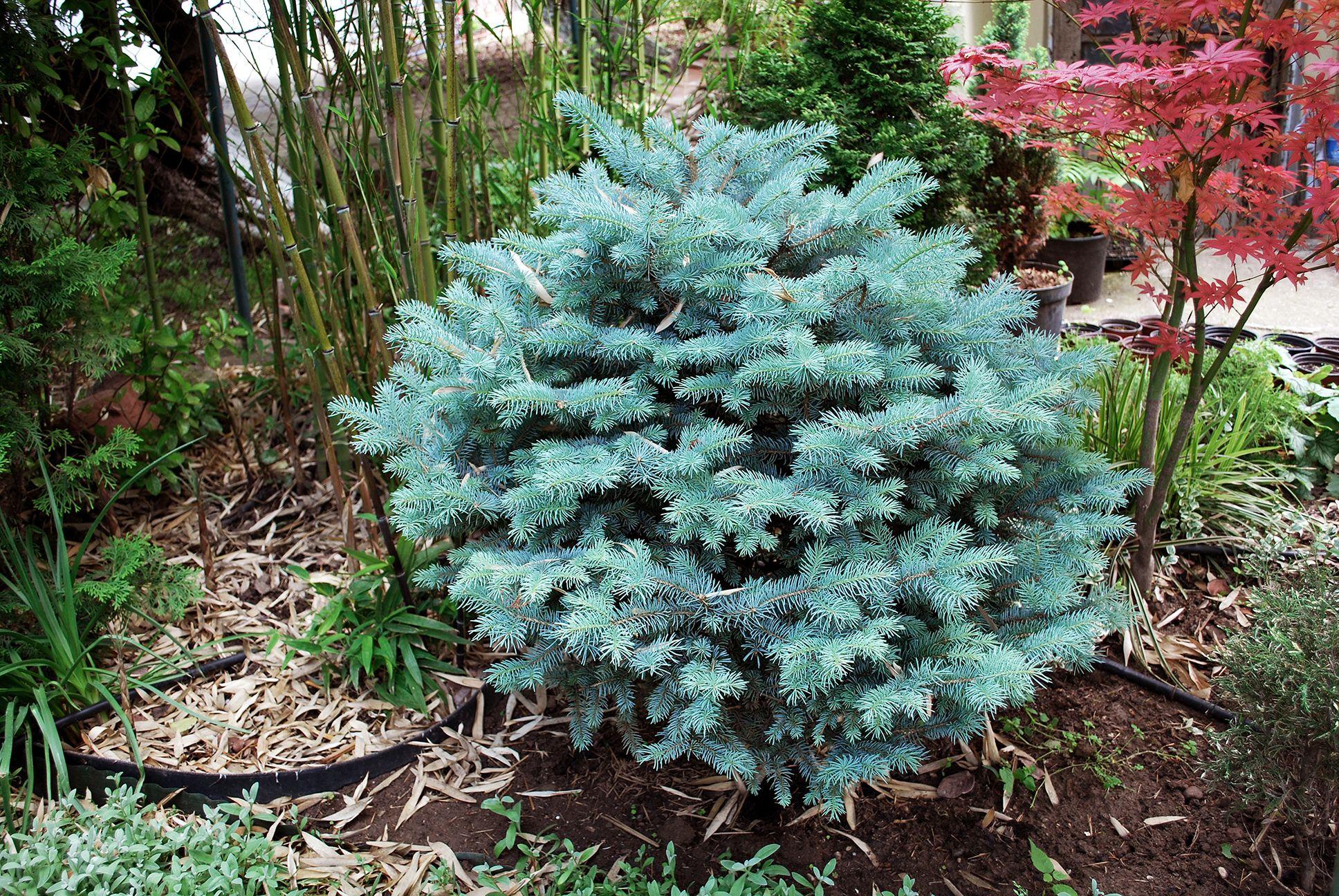 Picea Pungens Glauca Globosa - View 14 from www redcrocus com