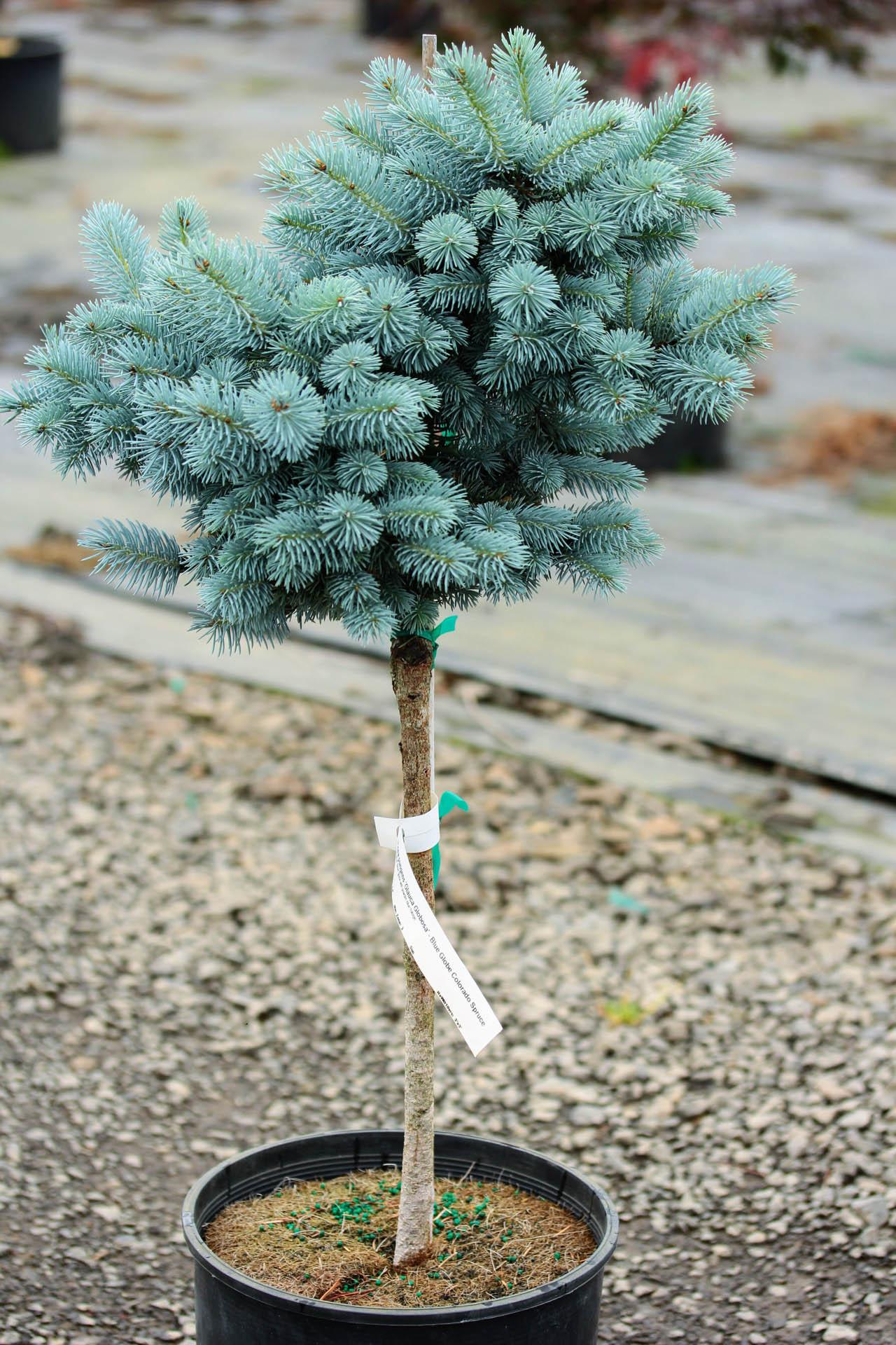 Picea Pungens Glauca Globosa - View 17 from www redcrocus com