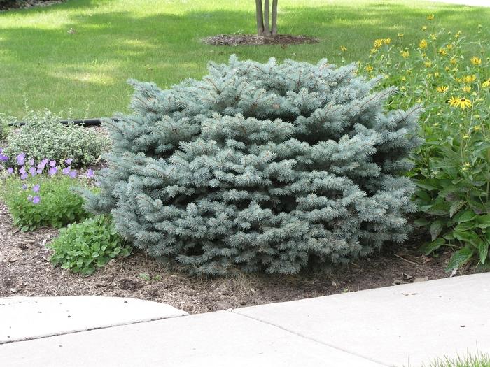 Picea Pungens Glauca Globosa - View 2 from www redcrocus com