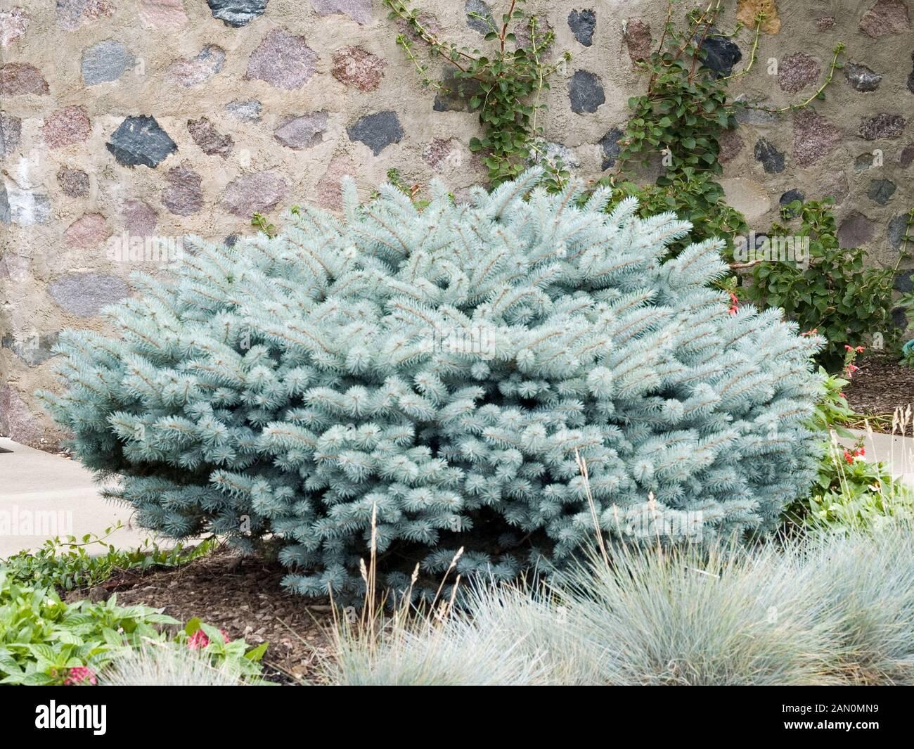 Picea Pungens Glauca Globosa - View 4 from www redcrocus com