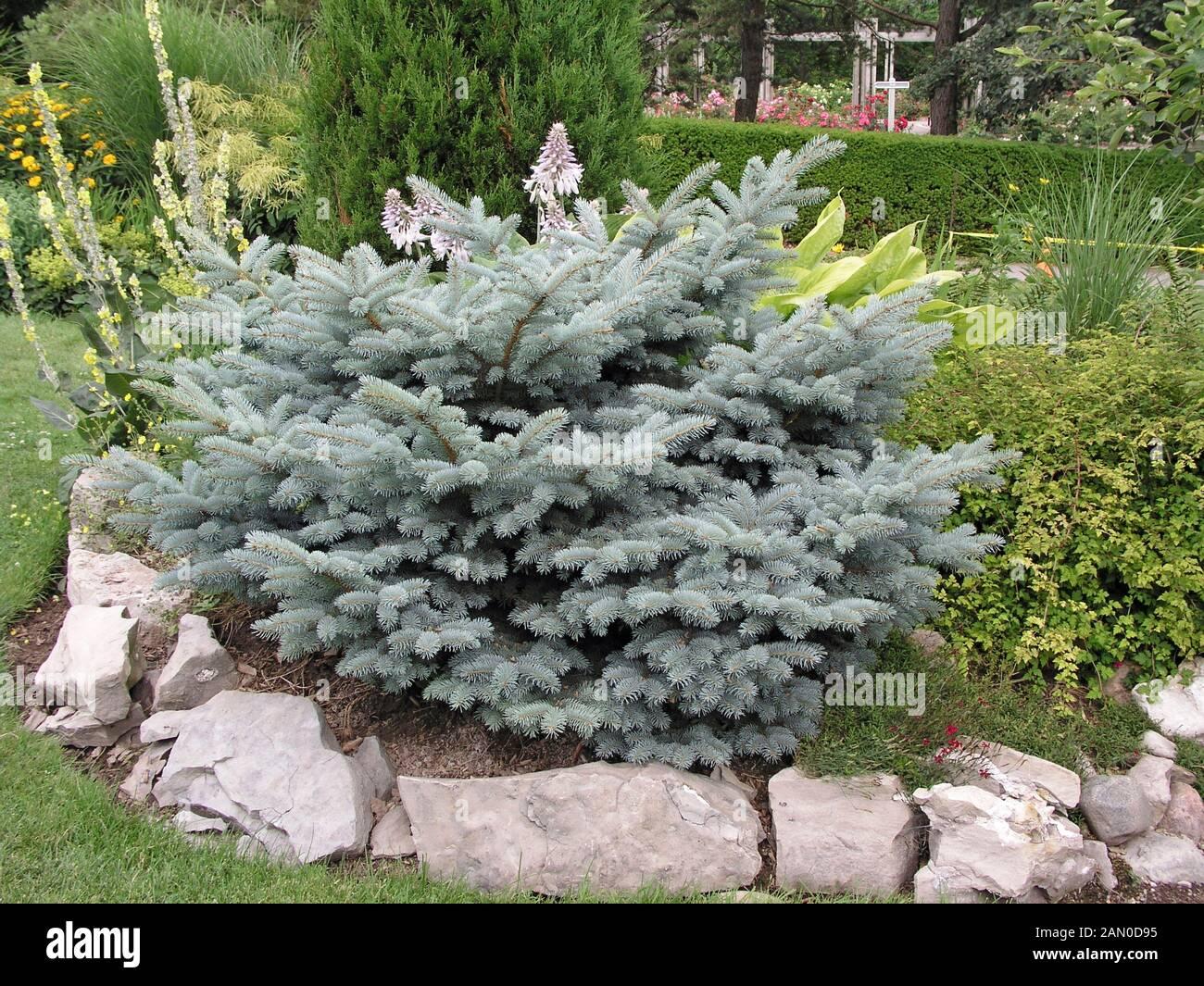Picea Pungens Glauca Globosa - View 6 from www redcrocus com