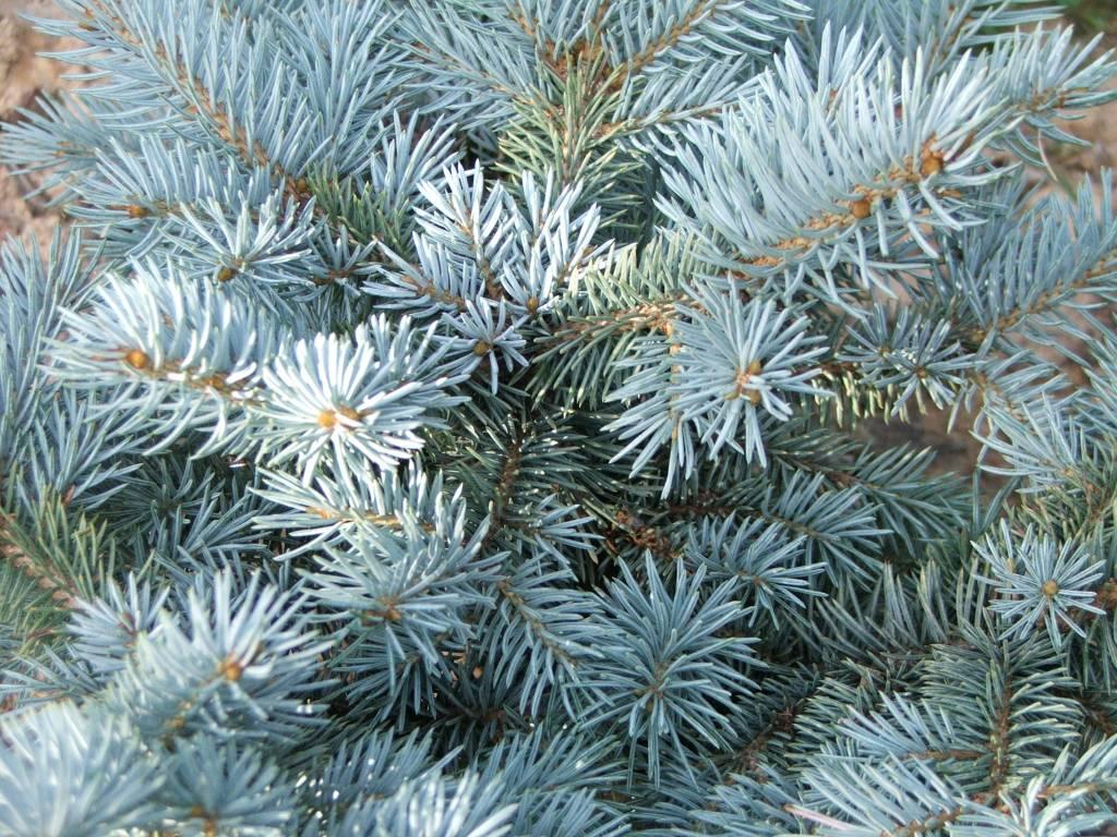 Picea Pungens Glauca Globosa - View 7 from www redcrocus com